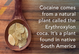 DrugRehab.org The Difference Between Amphetamine And Cocaine_Coco Plant(1)