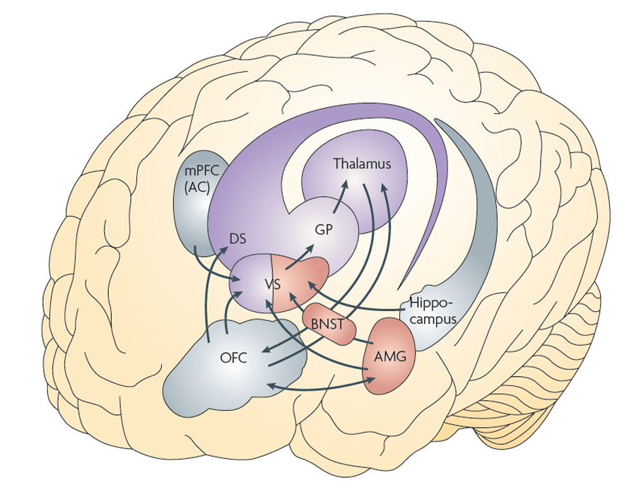 Brain disease