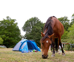 Camping and Experiencing Nature