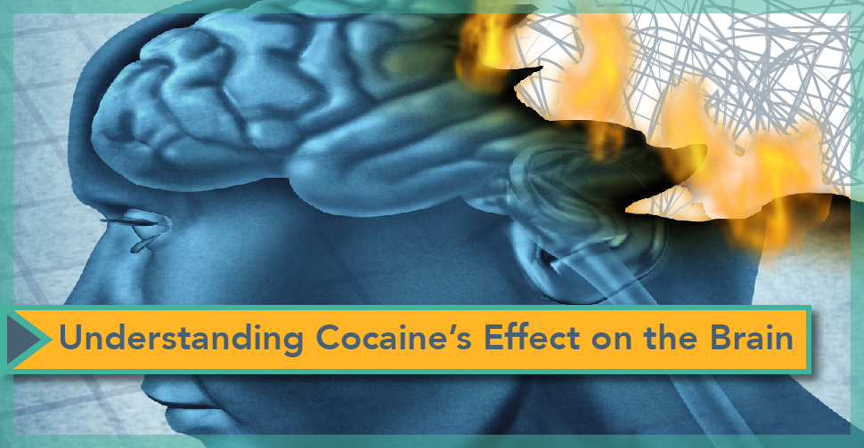 Understanding Cocaine's Effect on the Brain