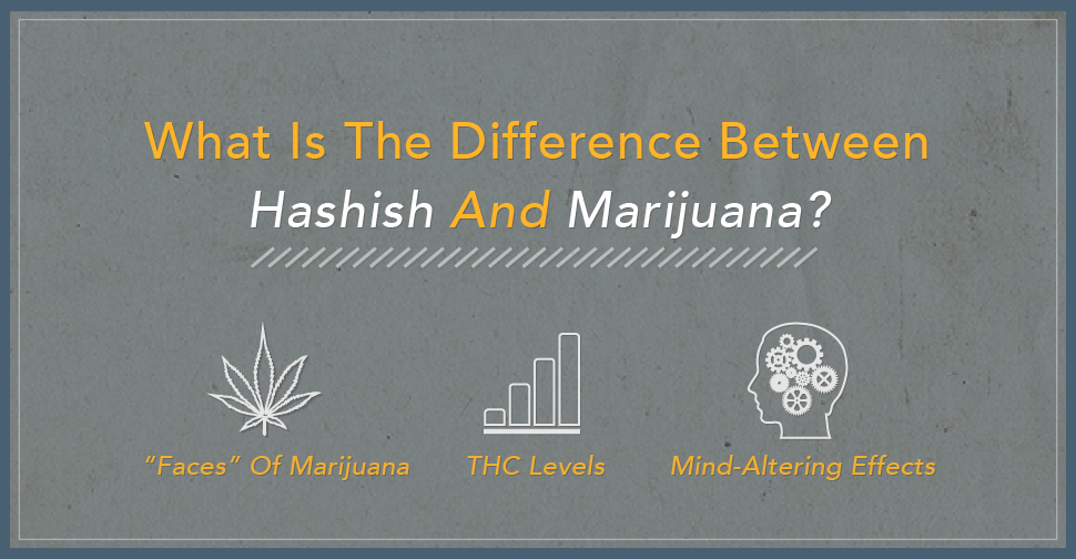 What Is The Difference Between Hashish And Marijuana