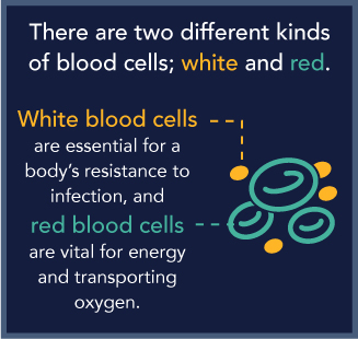 DrugRehab.org Bone Marrow Suppression from Alcohol Abuse Red Blood Cells