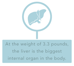 DrugRehab.org What Does Alcohol Do to Your Liver_ 3.3 Pounds