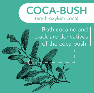 DrugRehab.org What is the Difference Between Cocaine and Crack_ Coca-Bush